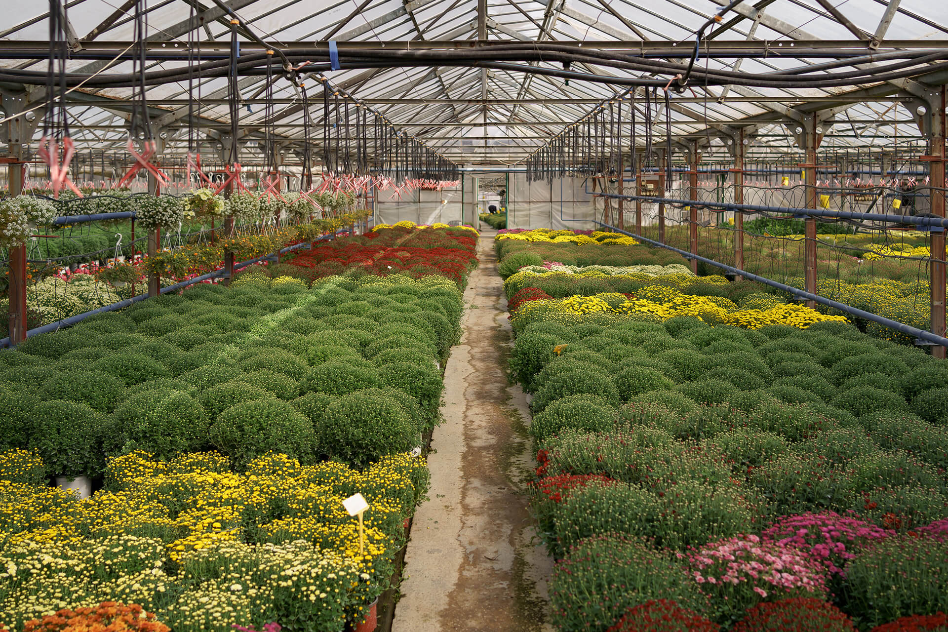 https://dland.ec/wp-content/uploads/2015/09/flores.jpg