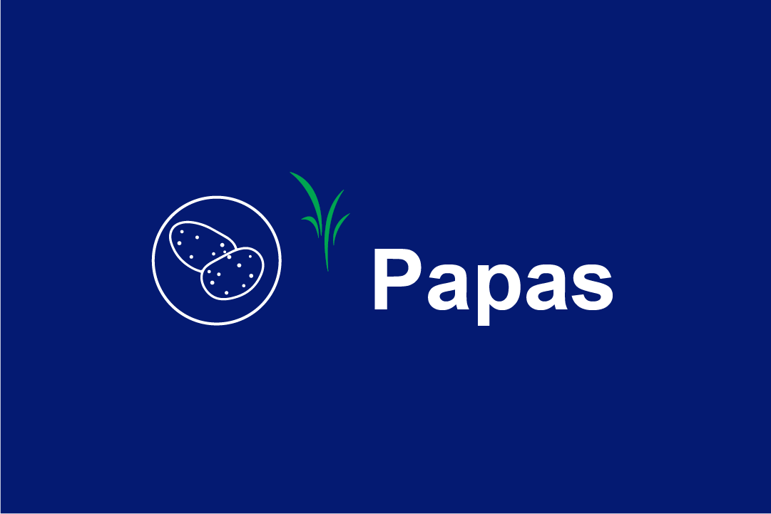 papas-dland.png