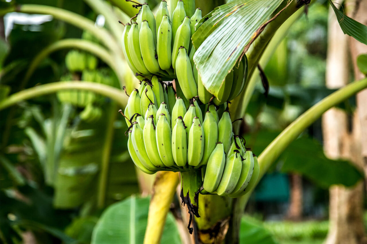 banano-dland-1280x853.jpg