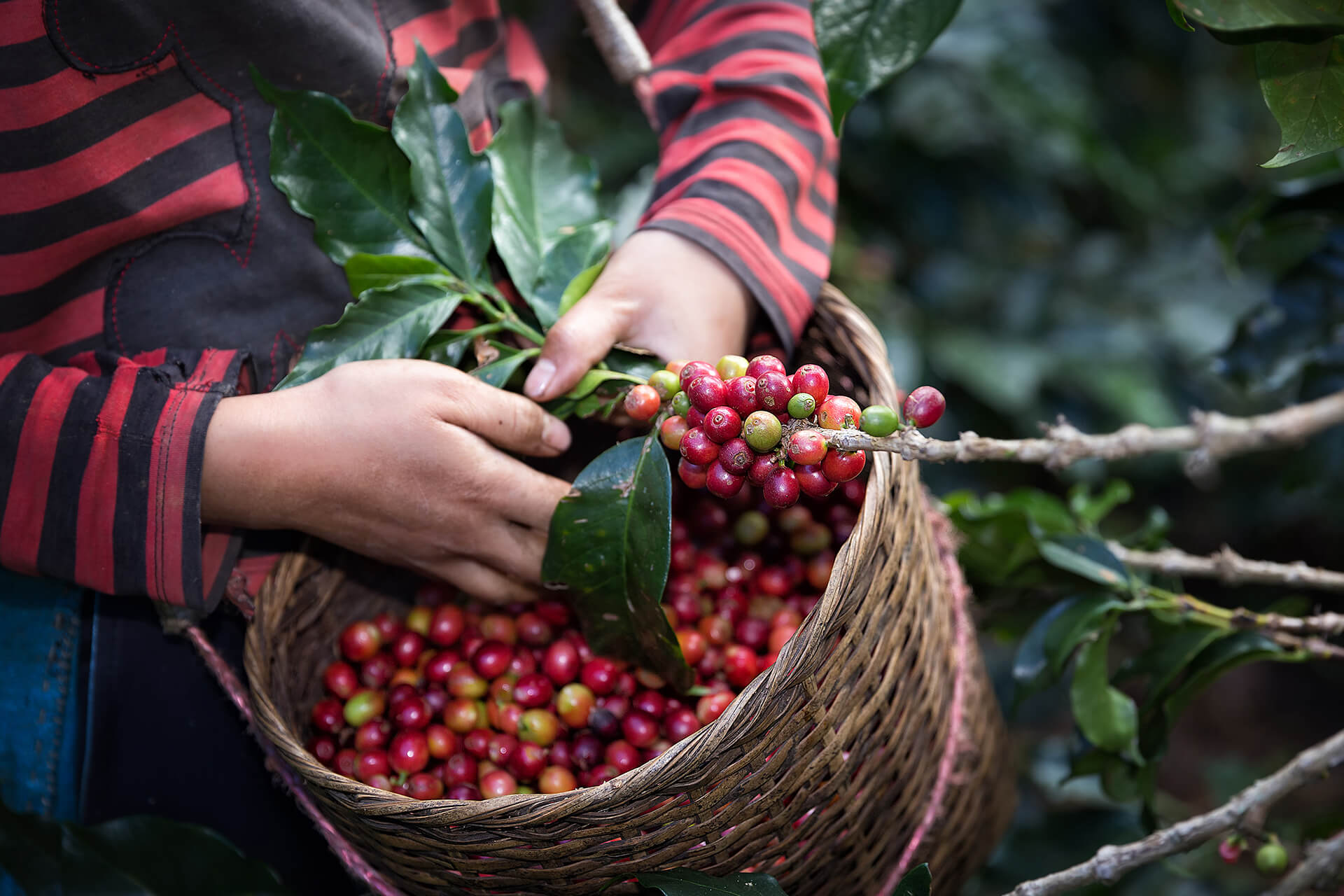 https://dland.ec/wp-content/uploads/2021/11/cultivo-cafe.jpg