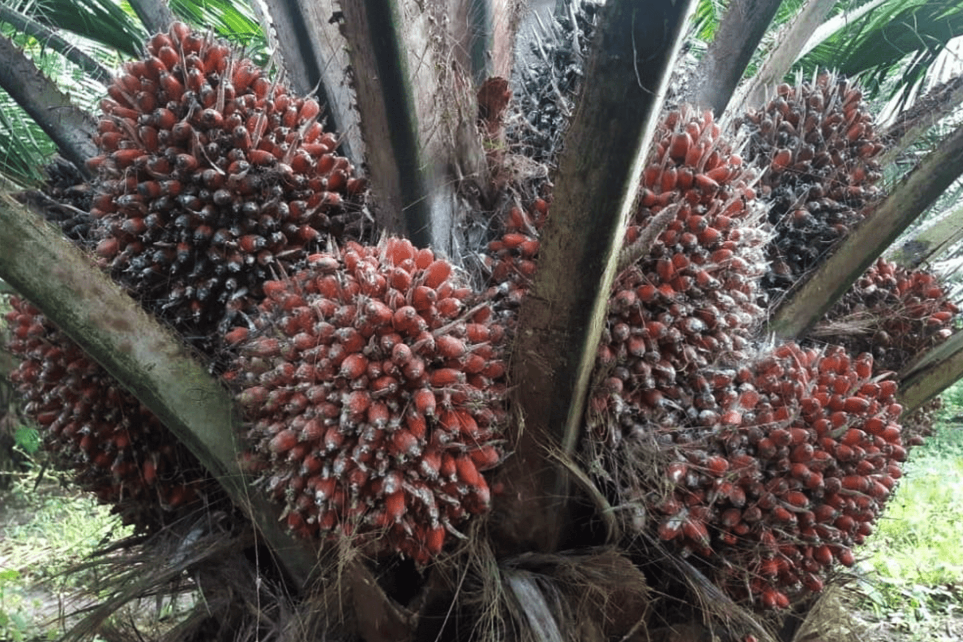 https://dland.ec/wp-content/uploads/2022/04/fruto-polinizado-tddland.png