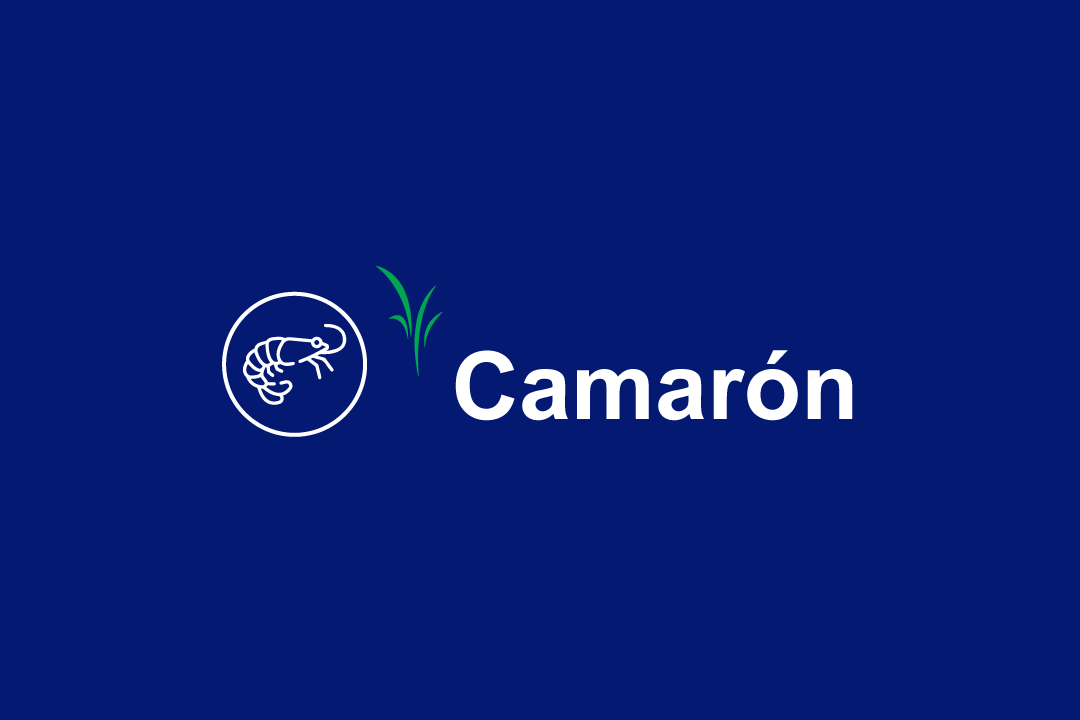camaron-dland-2.png