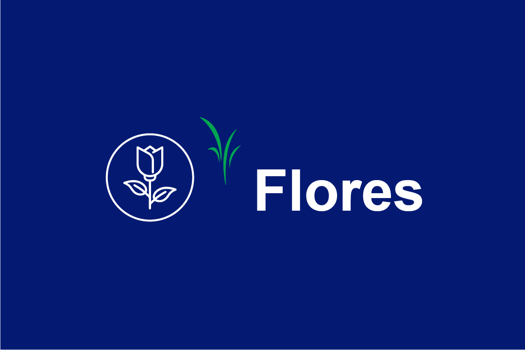 flores-dland.png